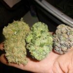 Home best CBD flowers